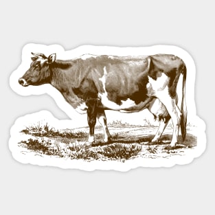 Jersey Cow Vintage Illustration Sticker